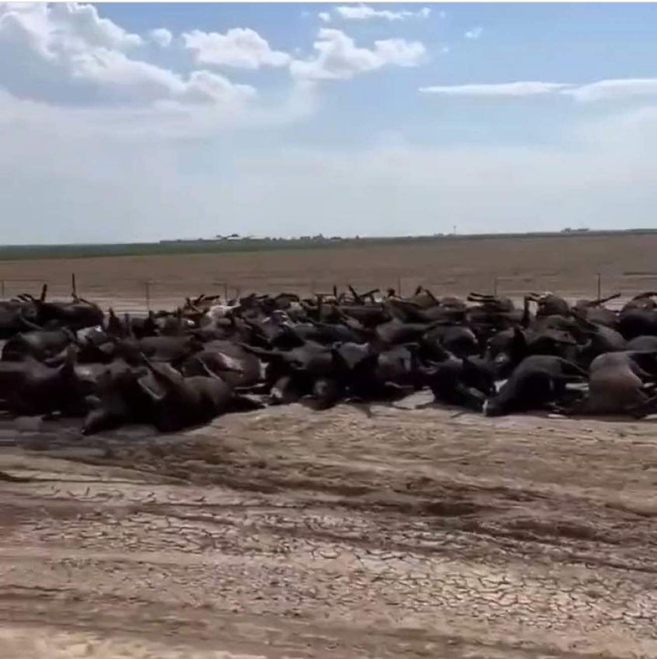 Thousands of Cattle Dead from a Heatwave in Kansas - How Regenerative ...